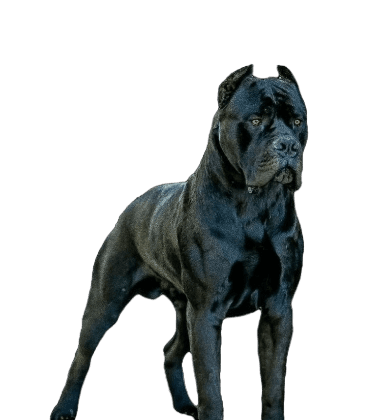 Cane Corso